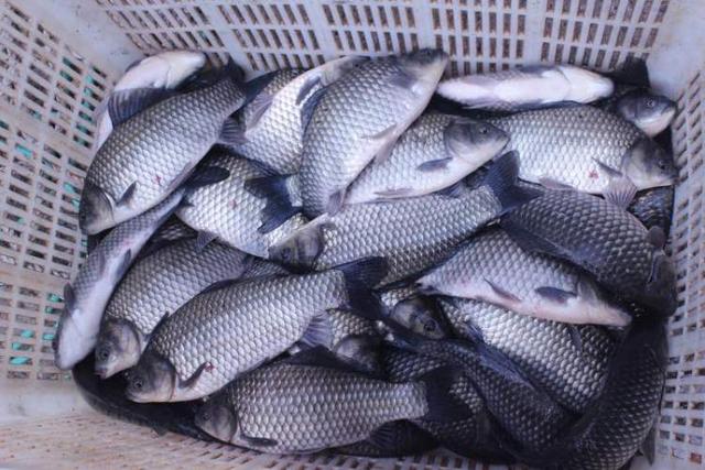 淡水鱼有胶原蛋白吗 2026年淡水鱼有胶原蛋白吗百度百科