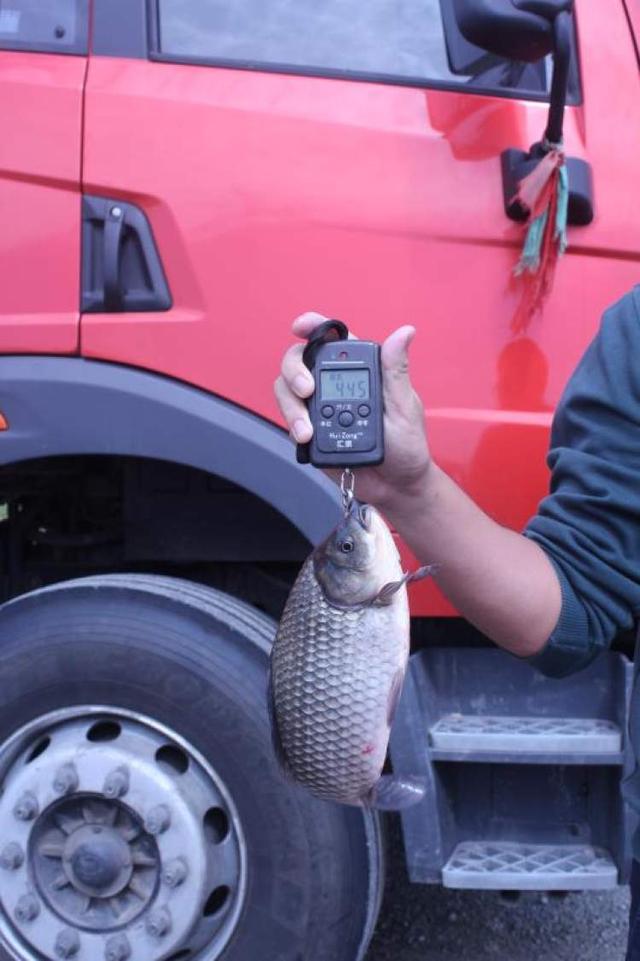 淡水鱼有胶原蛋白吗 2026年淡水鱼有胶原蛋白吗百度百科