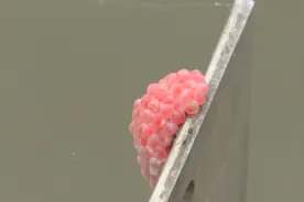 上海崇明全面排查福寿螺入侵，现已清除成螺6848只视频封面