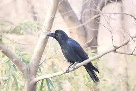 科普 | 鸟中“狠角色”——乌鸦图片