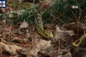 蛇影频现居民区 一旦被咬如何正确处理？图片