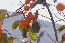 柿子不能空腹吃？不能和螃蟹一起吃？emm……我就想安心吃个柿子图片