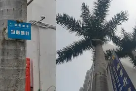 北方男子看到“当心落叶”的提示语不理解，一看树叶突然觉得自己冒犯了图片