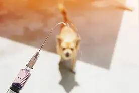 狂犬病致死率100%！这些救命知识一定要早知道图片