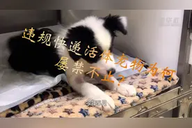 热点快追｜违规快递活体宠物为何屡禁不止？图片