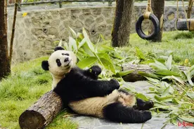 听说在开生物多样性大会？它们用脚、翅膀和种子，给成都点了个赞图片