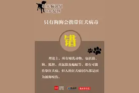 世界狂犬病日，带你了解狂犬病9大认知误区图片