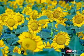 省植物园这些“小太阳”都开好了，十一的出游照可以安排起来了图片