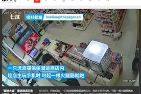 趁店主玩手机，“猫咪大盗”溜进商店叼走火腿肠图片