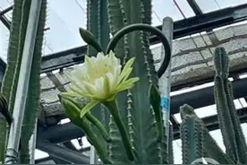 国庆节相约南山植物园看奇花异草图片