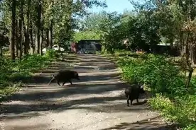 壹现场丨北京昌平树林内发现一群野猪？“接诉即办”派人调查后弄清楚了图片