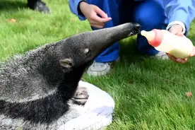 国内首例！人工育幼成活的早产大食蚁兽宝宝首度与游客见面视频封面