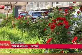 北京市西城区广外街道天宁寺南里社区打造“共享菜园”视频封面