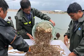 中国每年进口30万对种虾，哪些面临种源“卡脖子”问题？图片