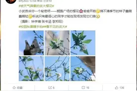 武大樱花又开了图片