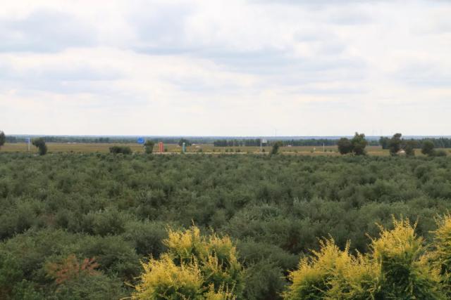 沙棘果成增收“黄金果”