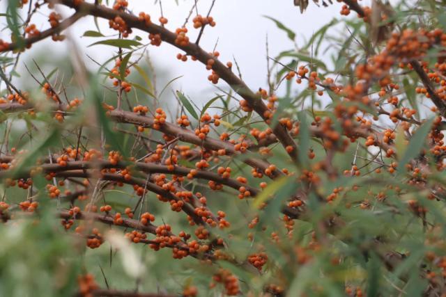 沙棘果成增收“黄金果”