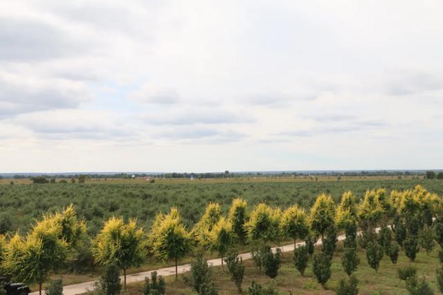 沙棘果成增收“黄金果”