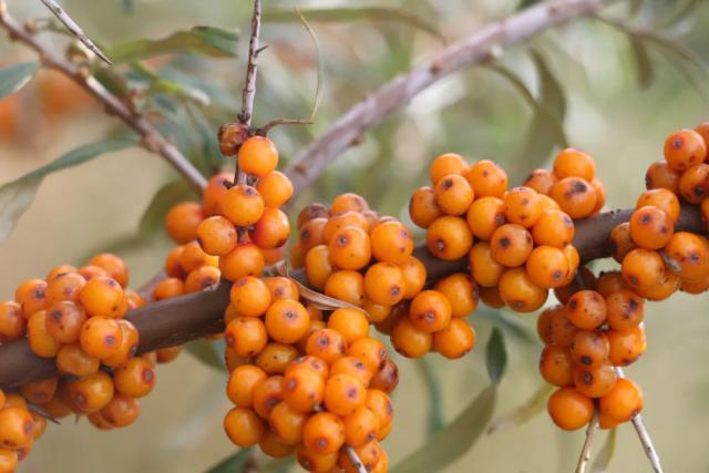 沙棘果成增收“黄金果”