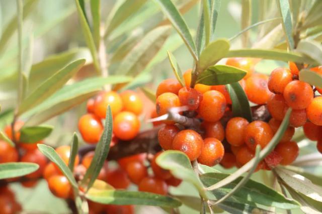 沙棘果成增收“黄金果”