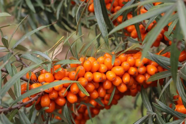沙棘果成增收“黄金果”
