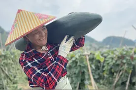 思南亭子坝镇：山地冬瓜喜获丰收图片