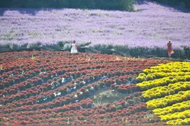 贵州麻江：秋菊盛开引客来图片