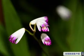 122年后不期而遇 濒危物种华白及再现世图片
