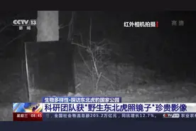 “我怎么这么好看！”东北虎、东北豹照镜子被镜中的自己迷倒图片