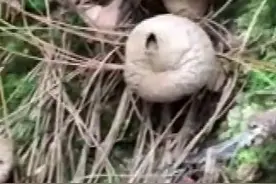 有图有真相！植物大战僵尸游戏中的“大喷菇”现实里长这样→图片