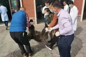 暖化！巡逻时发现受伤棕熊幼崽，新疆护边员这样对待……图片