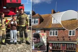 鬣蜥出逃爬到屋顶晒日光浴无耐被消防员“救下”图片