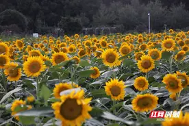 省植物园10万余株向日葵上线 黄金周拍照打卡走起图片