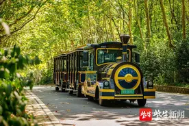 国庆长假，寻桂赏秋就来南京紫金山图片