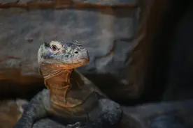 国内极罕见！世界最大巨蜥“科摩多巨蜥”首次在上海展出，雌性没有雄性也能繁殖后代图片