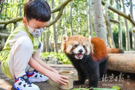 北京野生动物园新添打卡地，东北虎和小熊猫展区“上新”图片