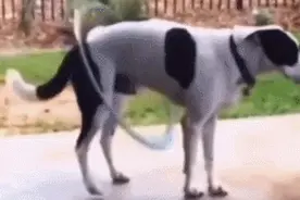 每日一笑，世上最快乐的干饭鸭图片