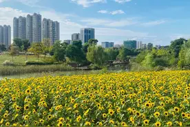 惊艳！花海金灿无垠、粉黛如梦如幻，蜀山秋日美景“上新”图片