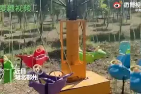 终身难忘！20元动物园门票看到了墙上的牛和鹿？网友：看了个寂寞图片