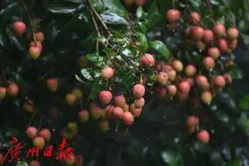 “广东菠萝”“广东荔枝”打响品牌，广东接下来还要这么做图片