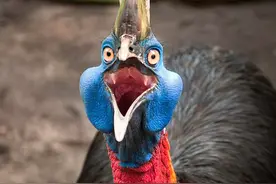 新几内亚古人类1.8万年前就饲养了世界上最危险的鸟类鹤鸵图片