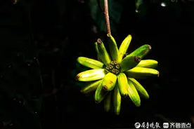 见过吗？喜树全身都是宝，果实浓缩像香蕉图片