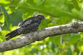 又见“新朋友”！共青森林公园发现第109种鸟类图片