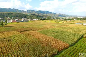会泽县新品种玉米实收测产 亩产达1050公斤图片