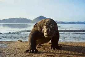 最大巨蜥，有毒腺，行动快，孤雌繁殖……“站在食物链顶端”的科摩多龙，正式入住上海动物园图片