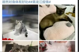 小铭切瓜丨新冠确诊者家中3只猫核酸阳性被安乐死是否合法？能否要求赔偿？图片