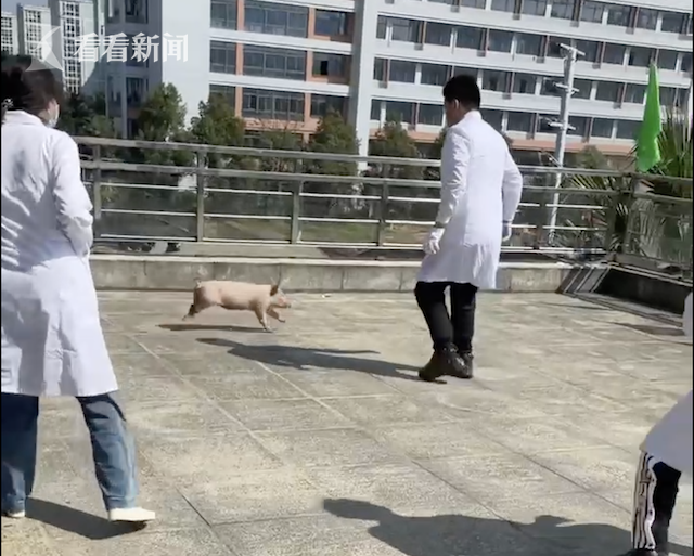 小猪逃跑小游戏详细攻略（猪仔出逃）