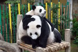 马来西亚国家动物园重开在即 大熊猫幼崽成为新亮点图片