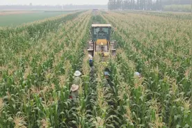 德州夏津：150亩甜糯玉米喜获丰收，订单出口韩国，亩均收入3000余元图片