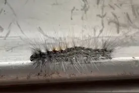 壹现场丨今年的毛毛虫为啥这么多？北京市园林绿化局：最迟10月底消失图片